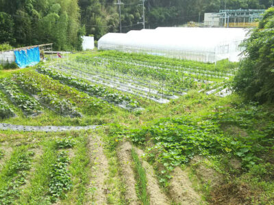 地産地消のまち、泉北ニュータウン。